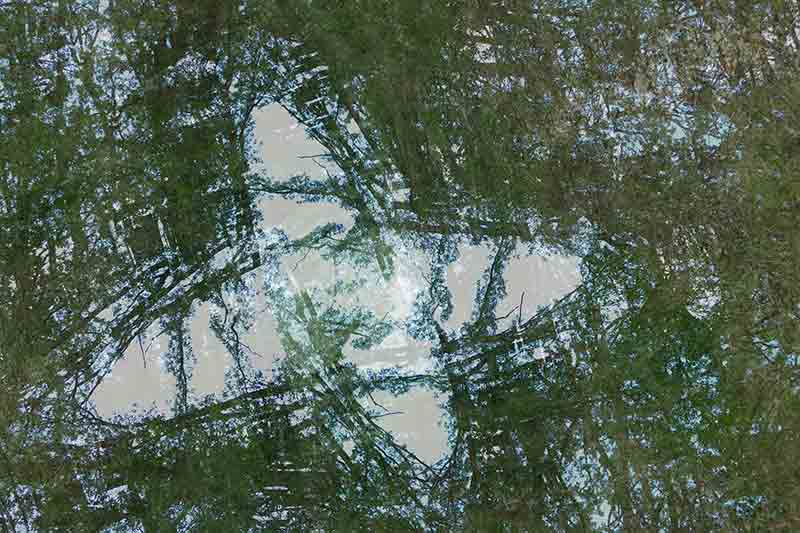 Portal 1040796 Dreesens photographe contemporain arbres nature