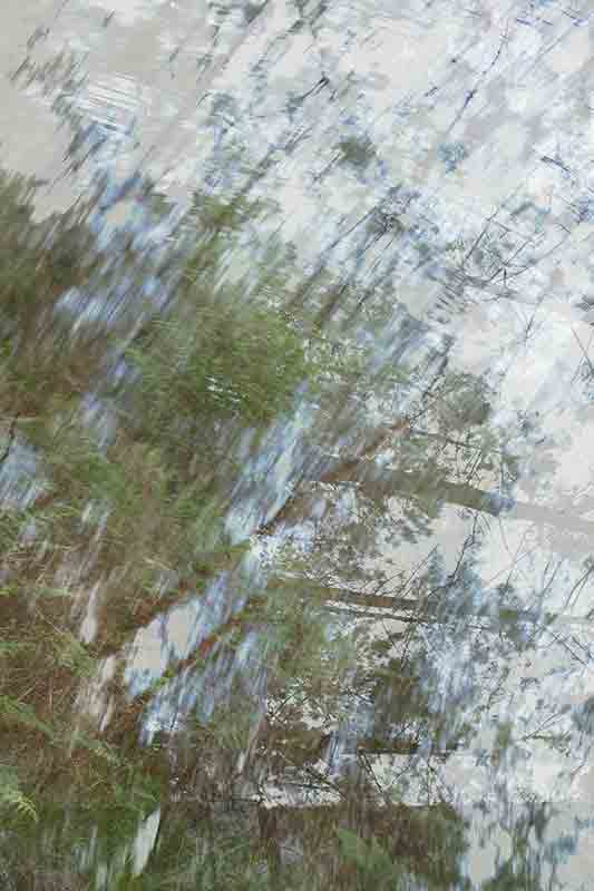 Dripping 1050741 Dreesens photographe contemporain arbres nature