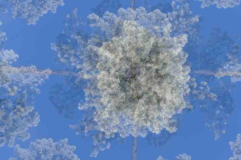 Flocon 1050940 Dreesens photographe contemporain arbres nature