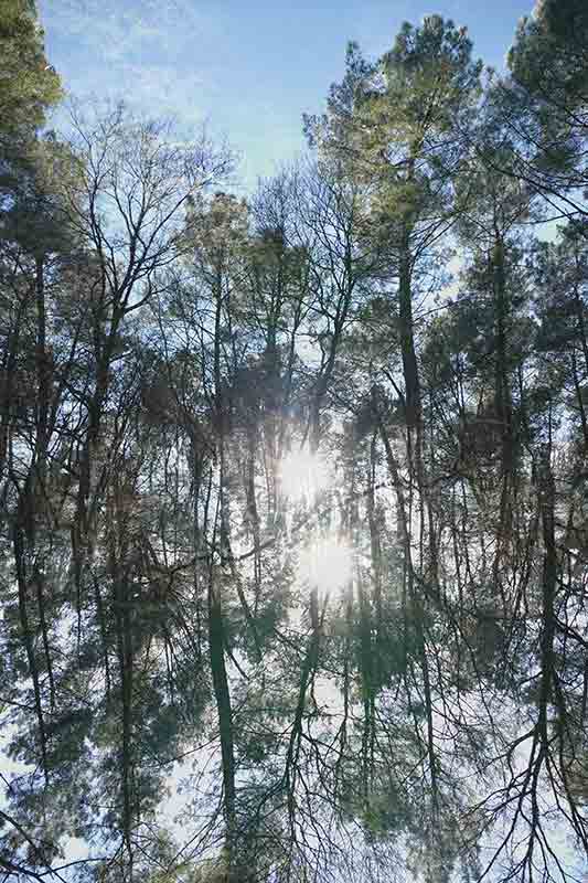 Theorem 1050984 Dreesens photographe contemporain arbres nature
