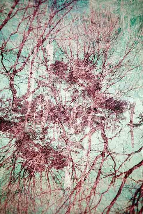 Theorem 4053 Dreesens photographe contemporain arbres nature
