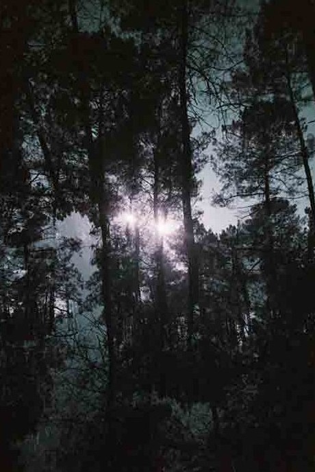 Theorem 5543 Dreesens photographe contemporain arbres nature
