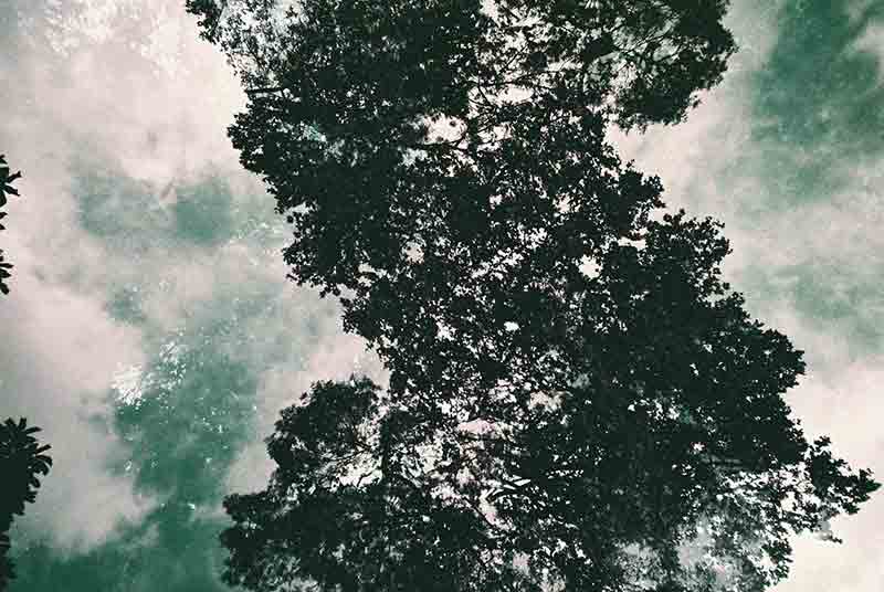 Sextant 8110011 Dreesens photographe contemporain arbres nature