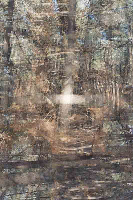 artiste photographe contemporain arbre forêt